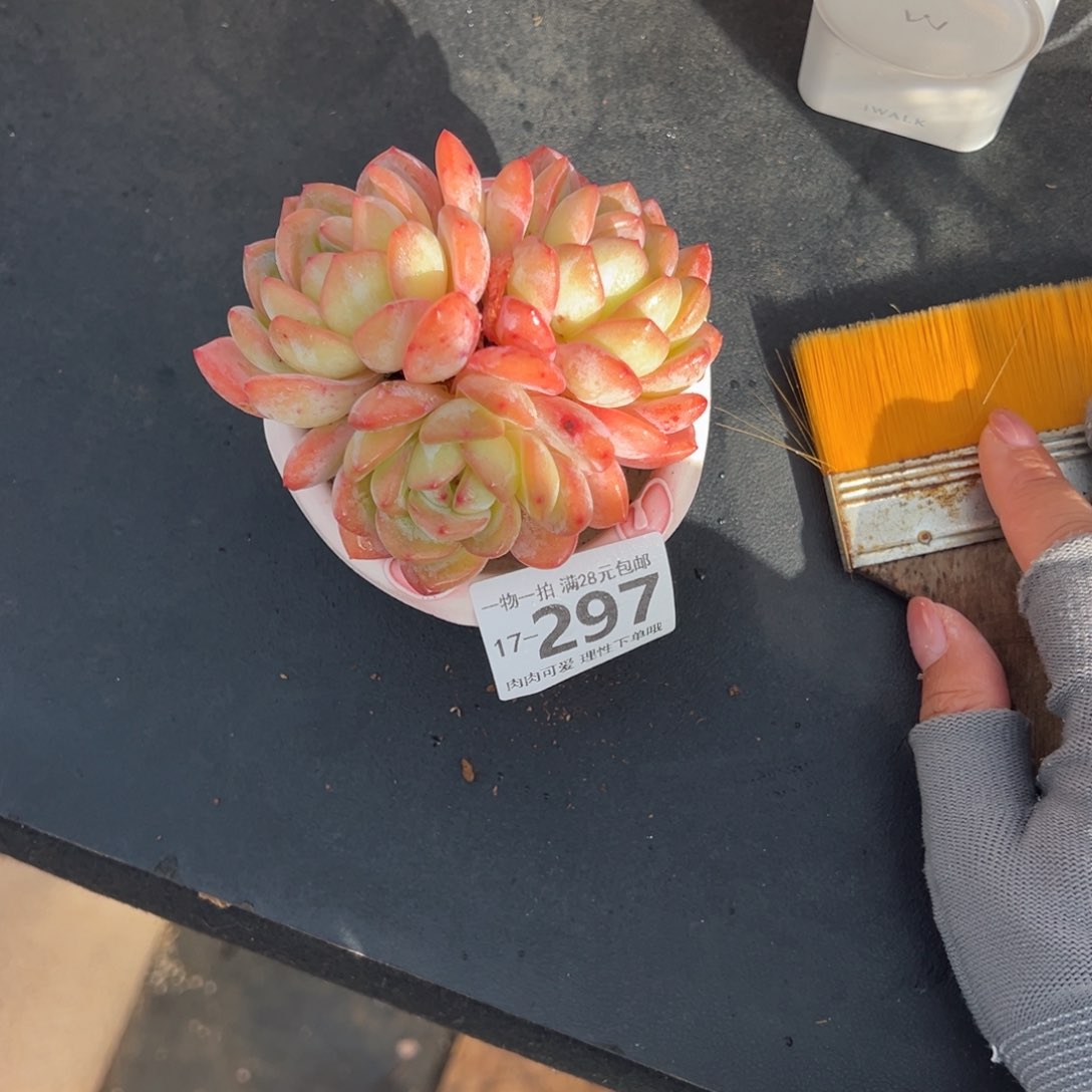 全明星多肉多肉多肉