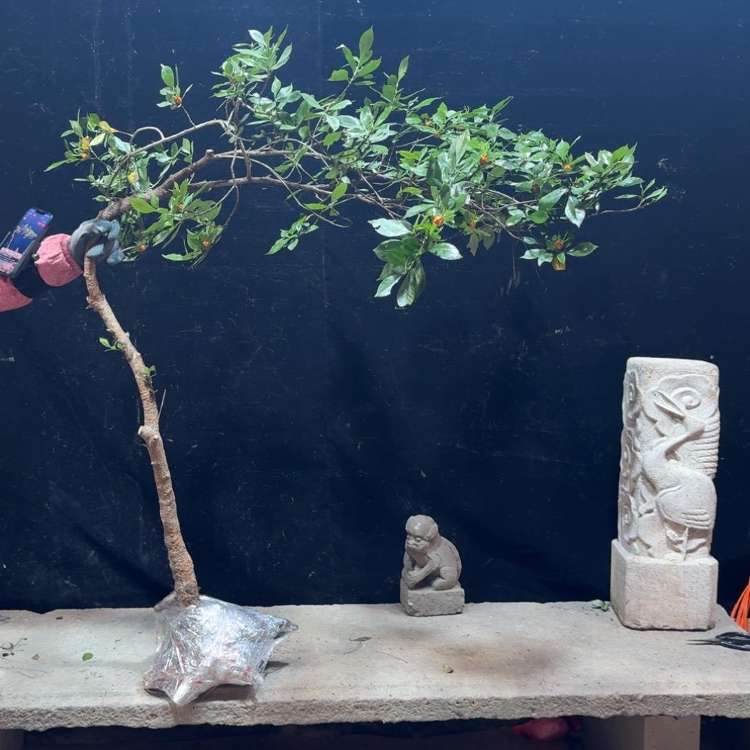 盱***司完全开放栀子花生桩一物一拍