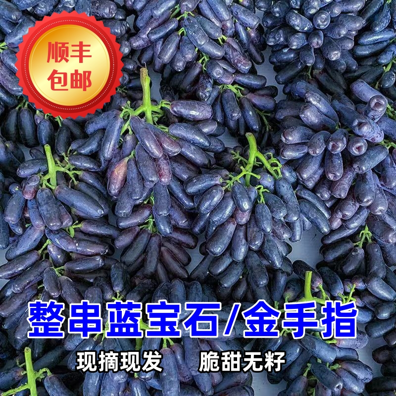 顺丰次日达【蓝宝石葡萄】新鲜头茬甜蜜蓝宝石金手指美人指无籽葡萄提子山西省