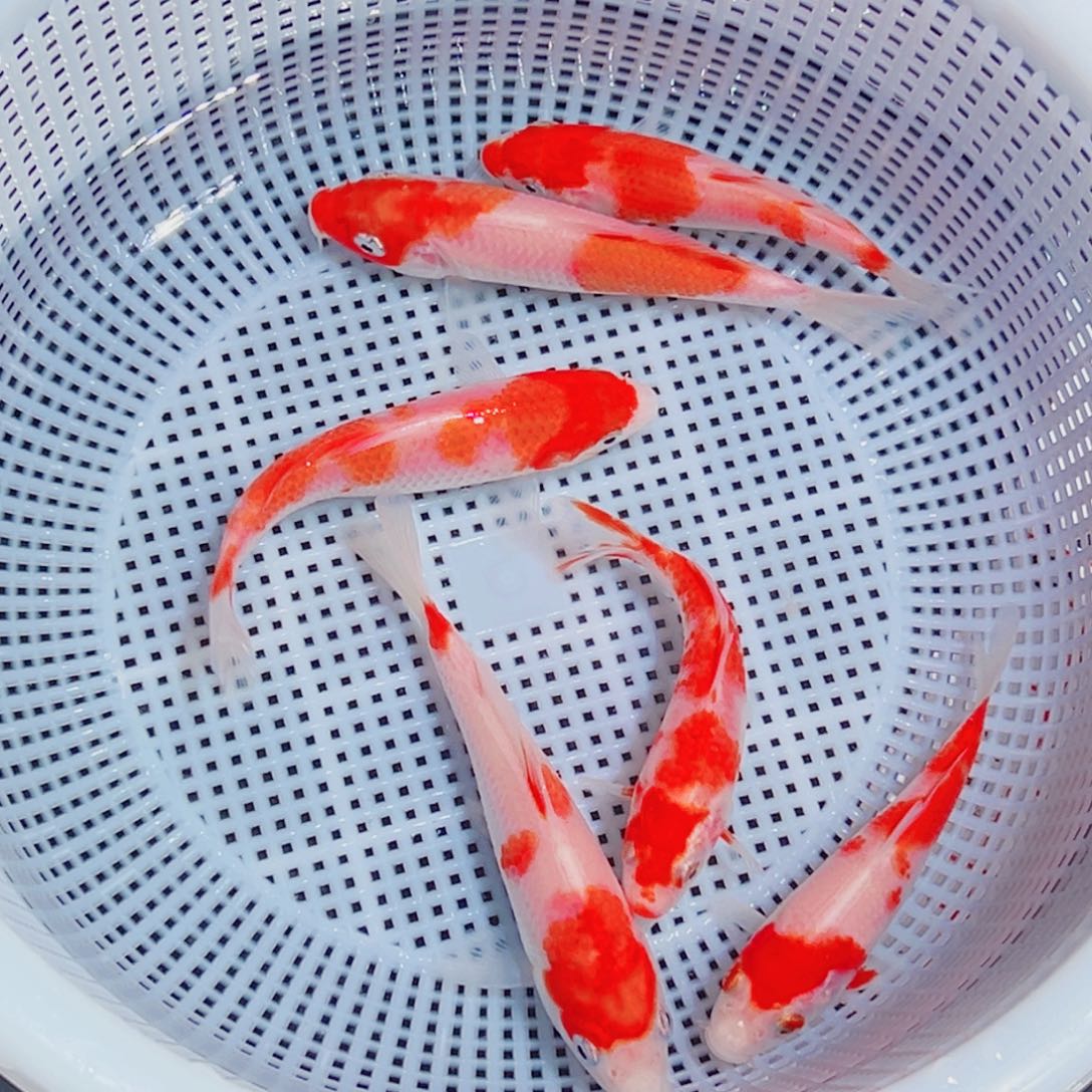 锦鲤锦鲤观赏鱼1111