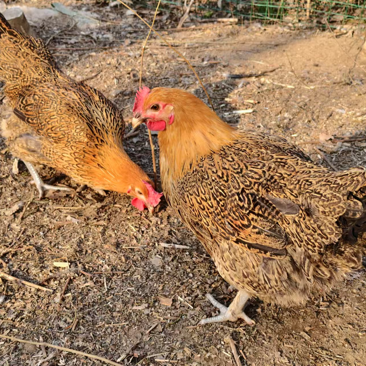 下蛋母鸡两只 安徽大别山散养土鸡