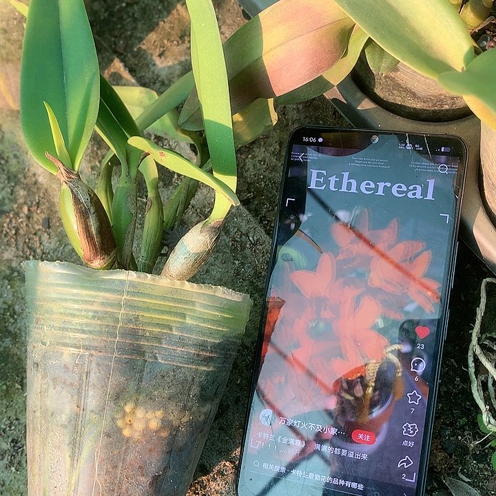 完全开放金满意卡特兰，大小4苗，带花夹