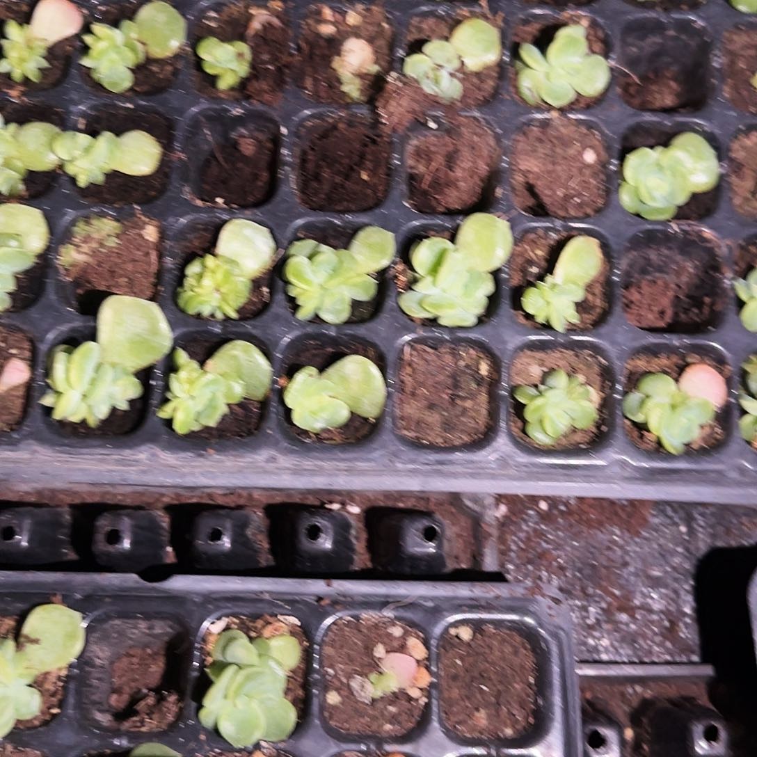 谪仙中苗穴一个满25包邮