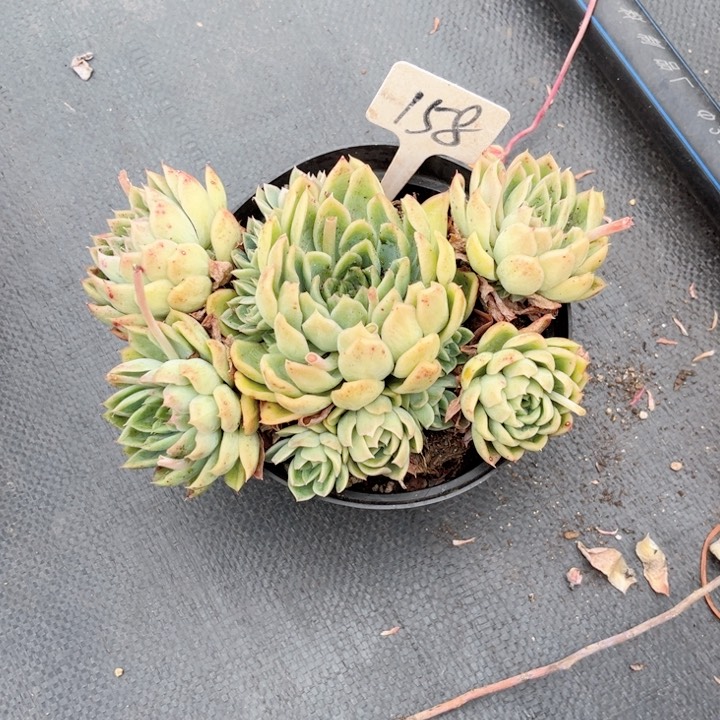 多肉，一物一拍，9.9包邮