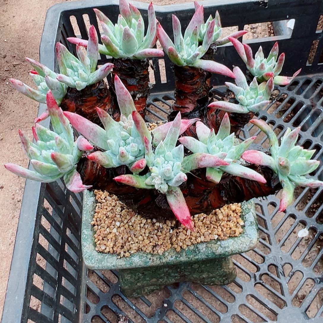 7968海瑟仙女杯多肉