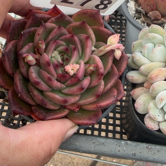 278 一物一拍多肉