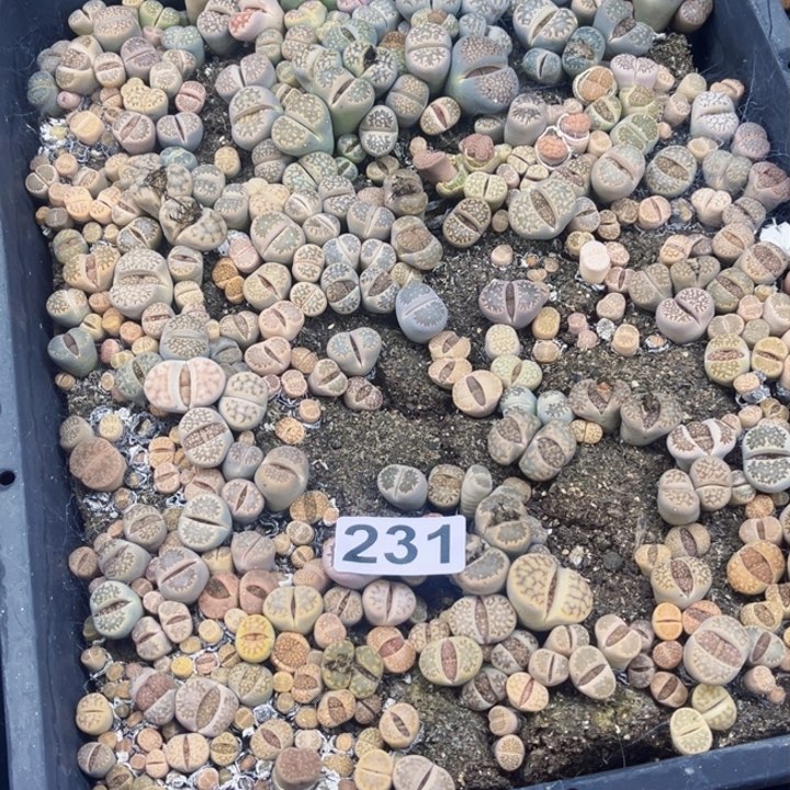 231 生石花一物一图如图带框