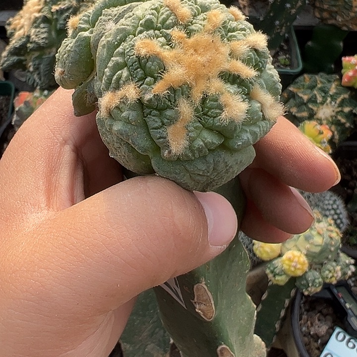 6.5双头老龟甲牡丹仙人球3651