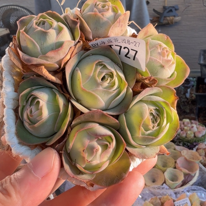 TT727 四万玫红倾城系列花篮