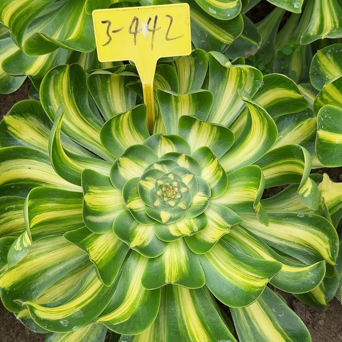 3-442---多头多肉植物