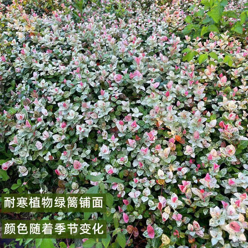 庭院造景花叶络石水培耐寒彩叶绿植阳台垂吊耐寒耐热花镜彩色618