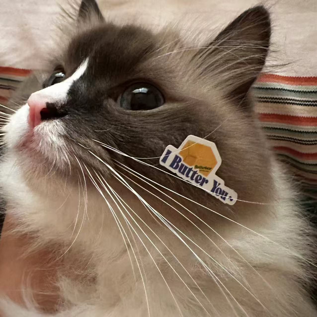 PT小勺猫零食功能型化毛美毛泌尿彩虹健康增肥营养补充每日主食