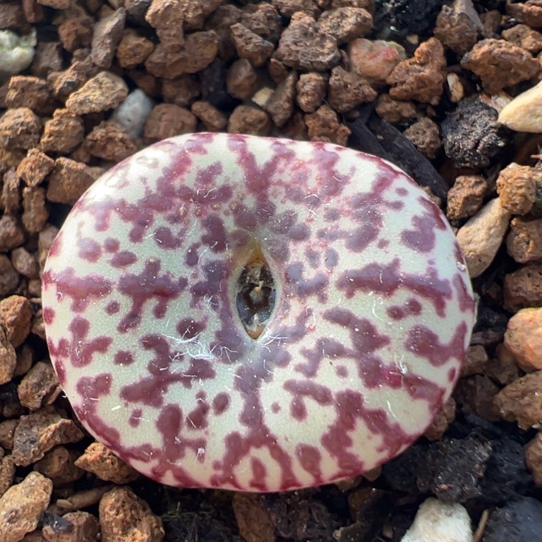 65多肉植物百科植物