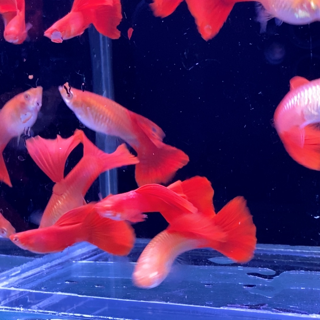 孔雀鱼大背血红5对
