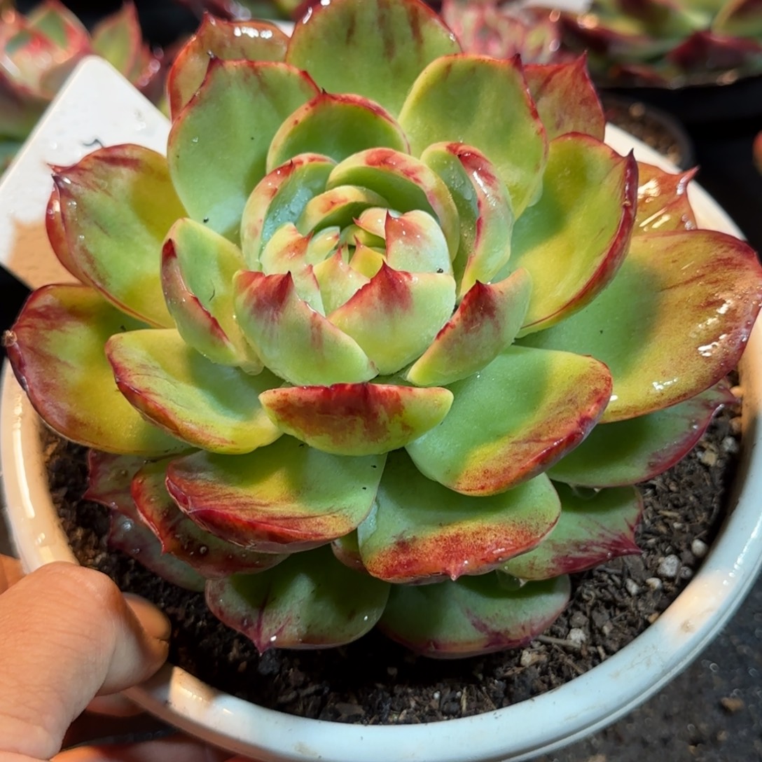 绒***宝337 惊鸿一物一拍包装收缩花旱