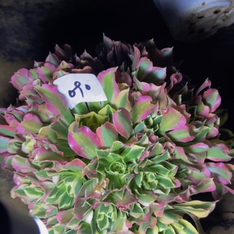 雨花石朵朵多肉植物90多肉