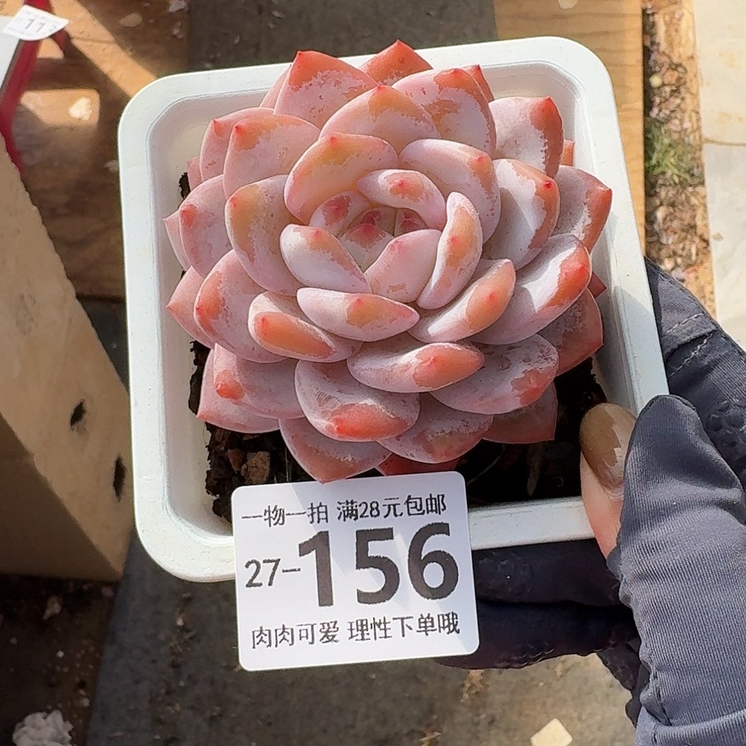 橙梦露无盆土发货无