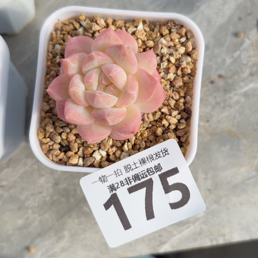 美梦单头无盆土发货