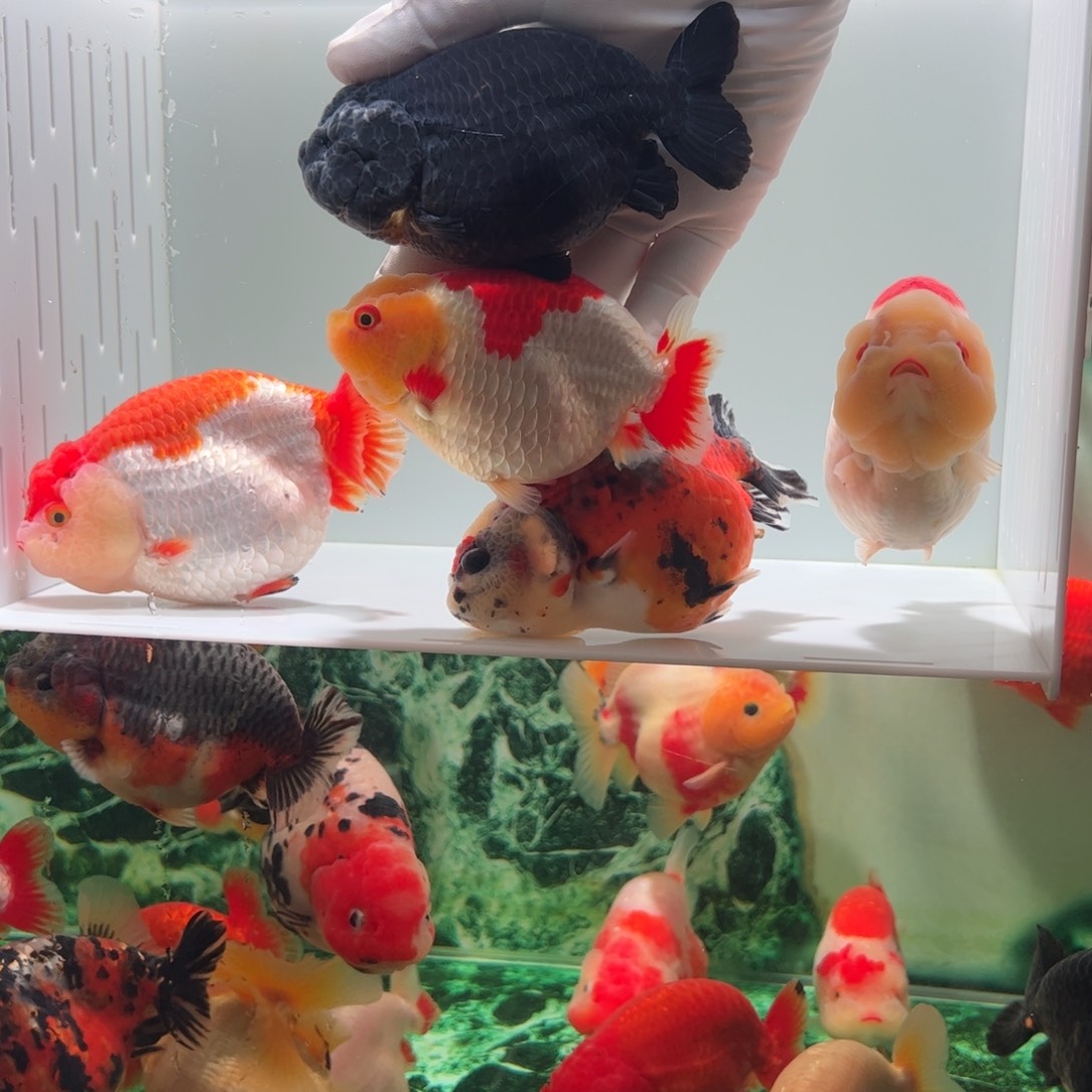 金鱼黑寿和红白尾巴瑕疵