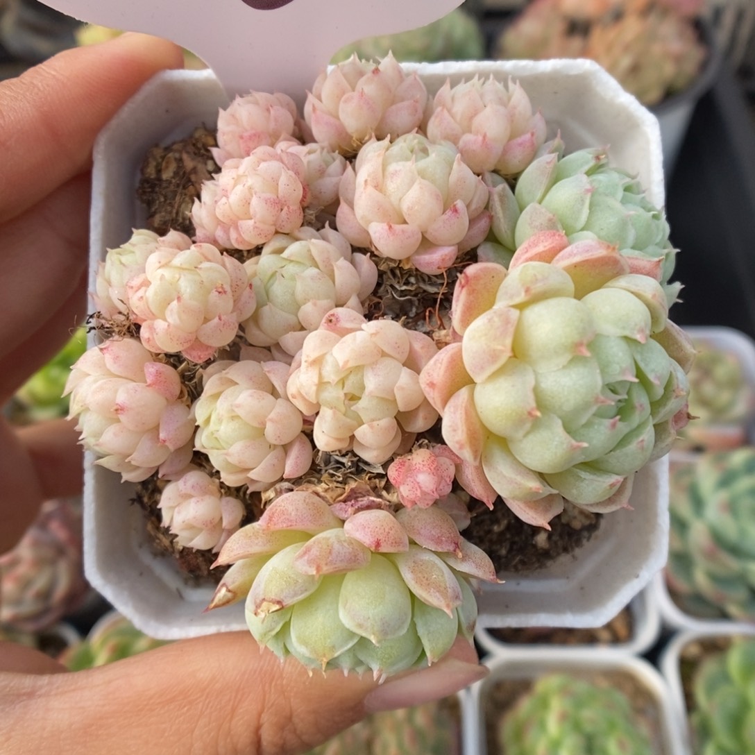 羊脂球群生516号。   