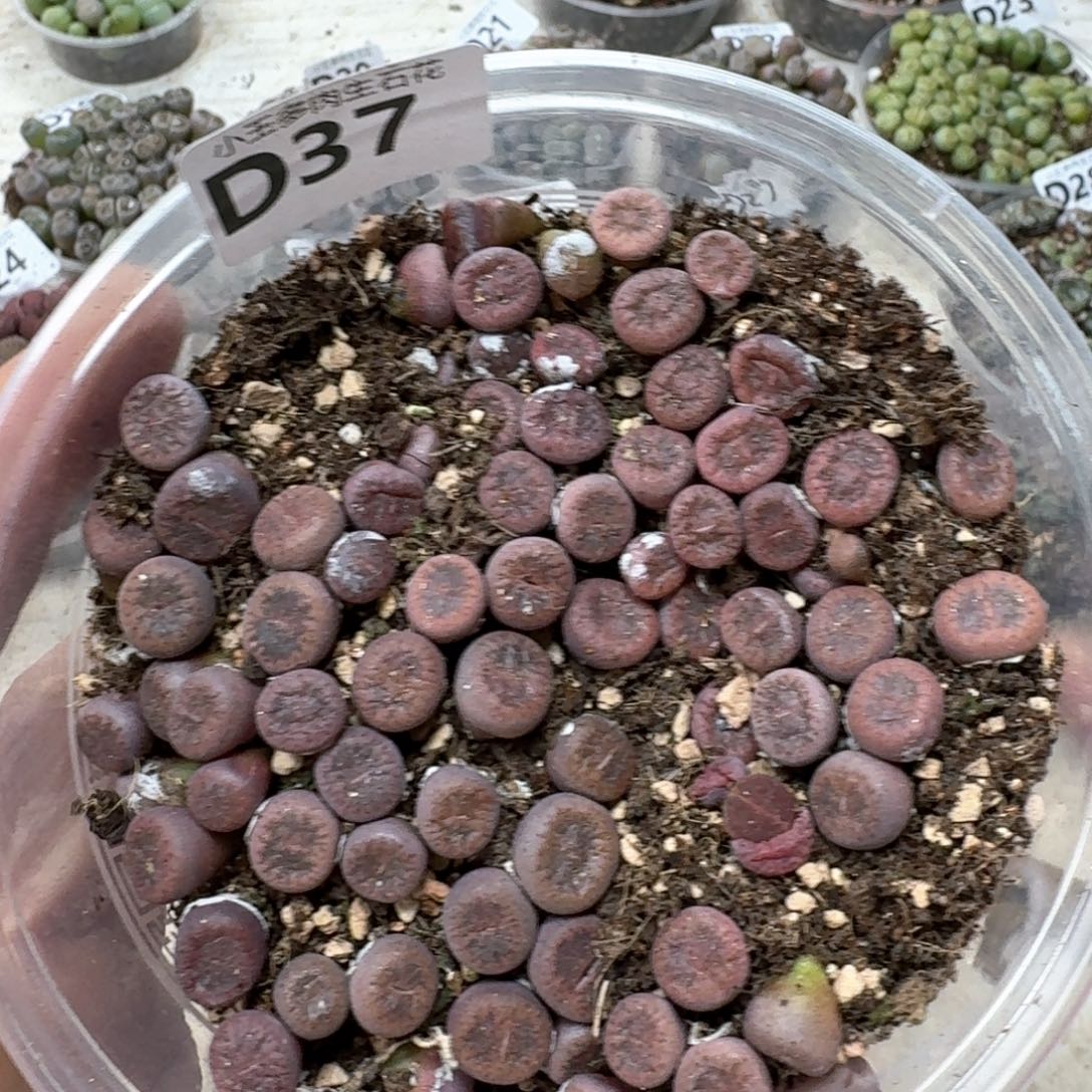 D37。小Ko一盒。多肉植物