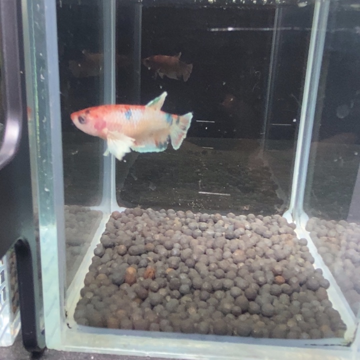 斗鱼泰国斗鱼81号