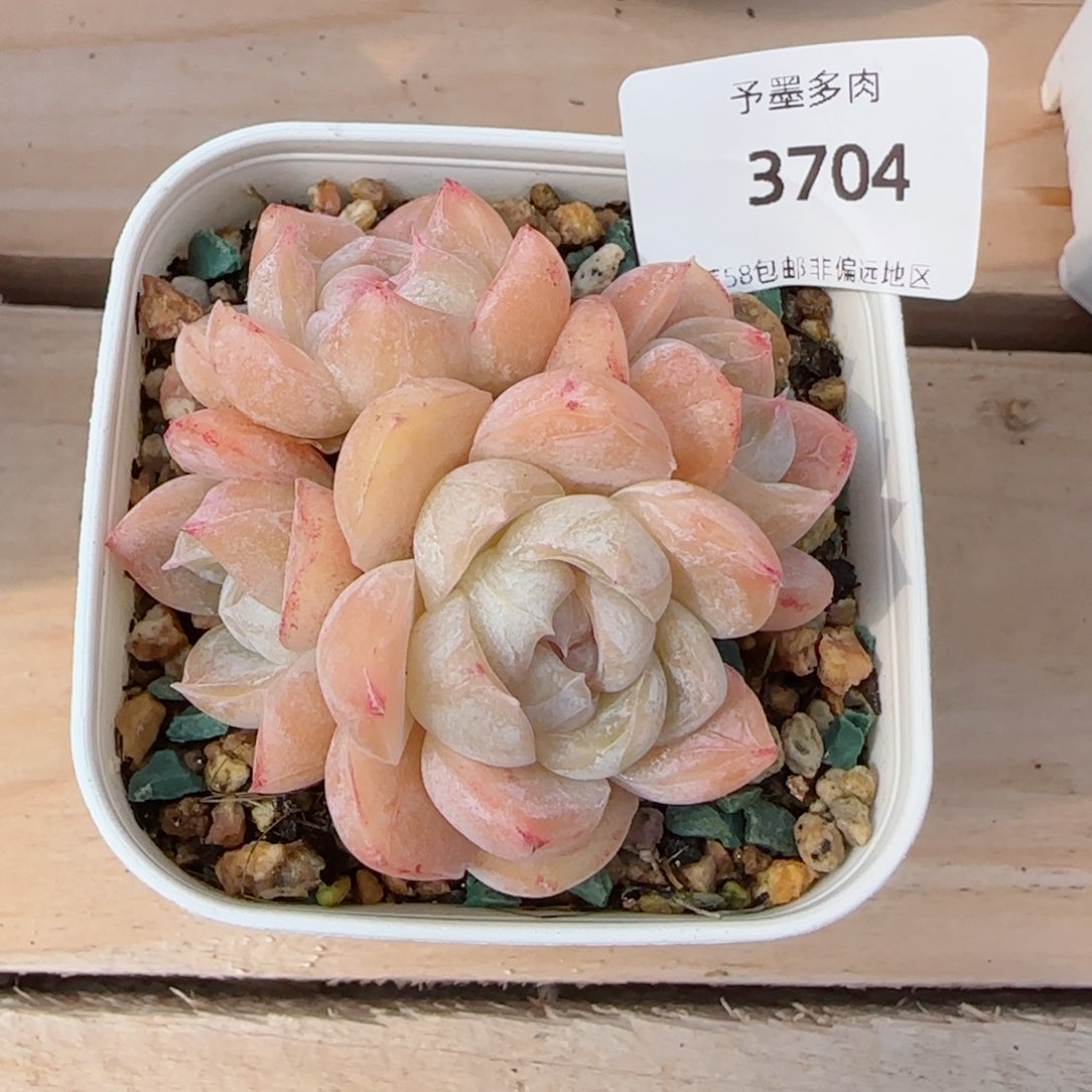 胖虎群，3704多肉植物