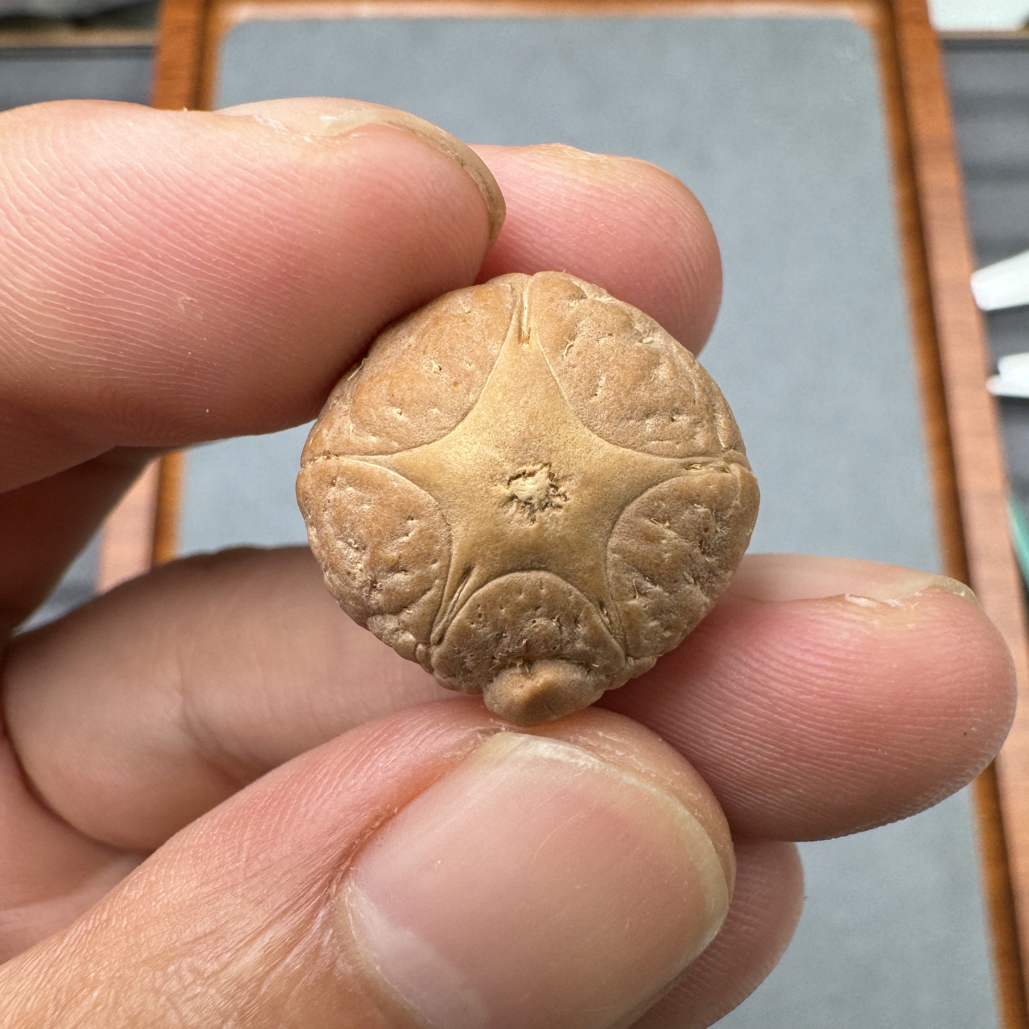 精品20+恶魔五星上将菩提凤眼菩提三通佛头，非质量问题开孔不退