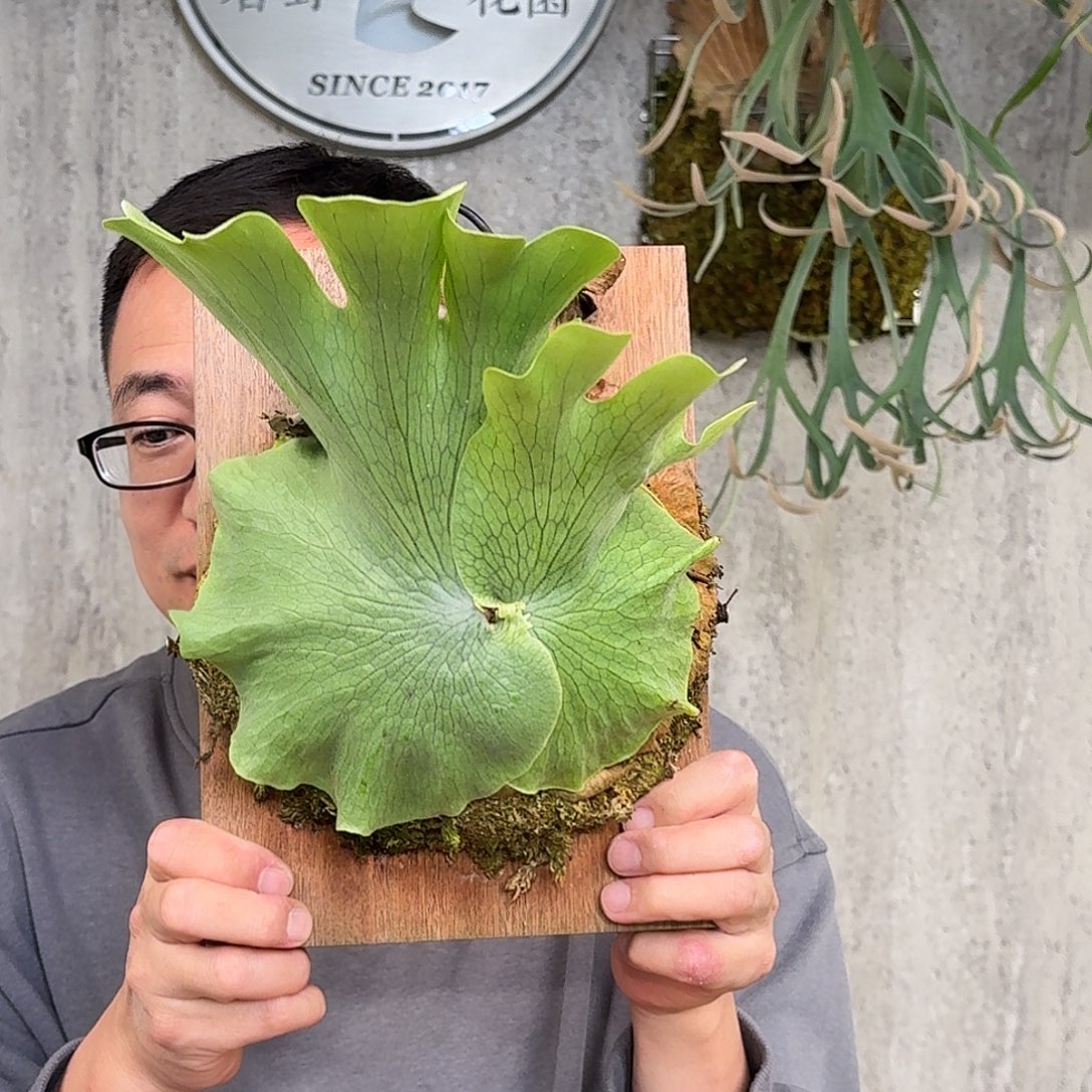 完全开放女王鹿角蕨春野花园