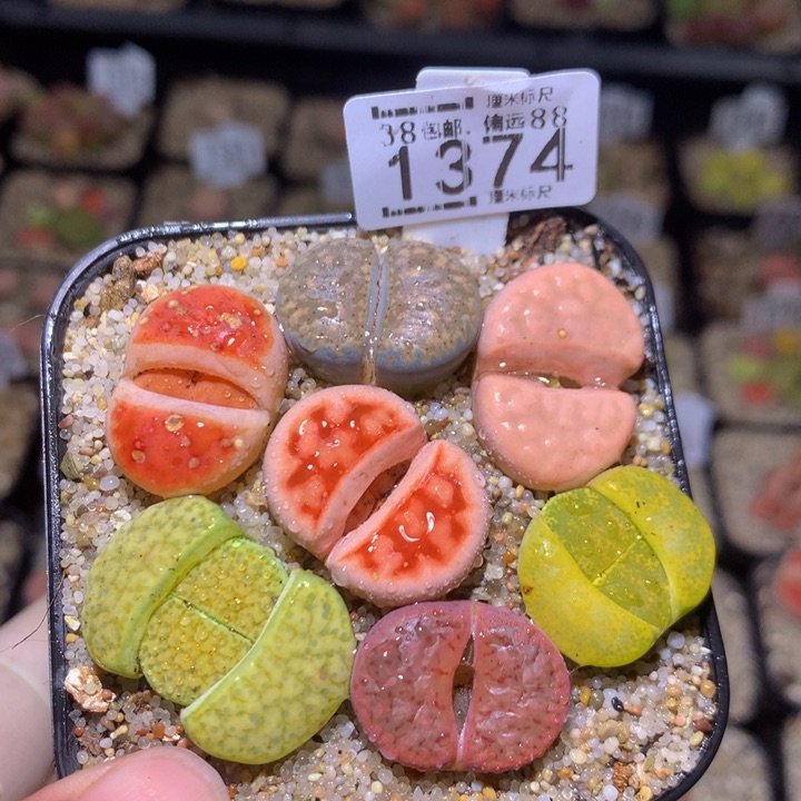zzz精品生石花1374
