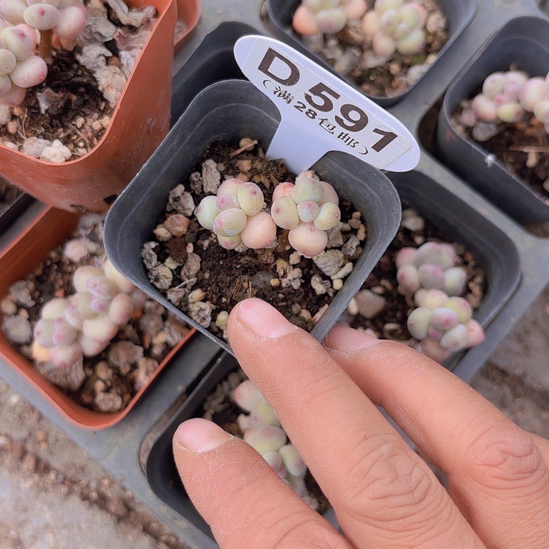 D591萤火虫一物一拍