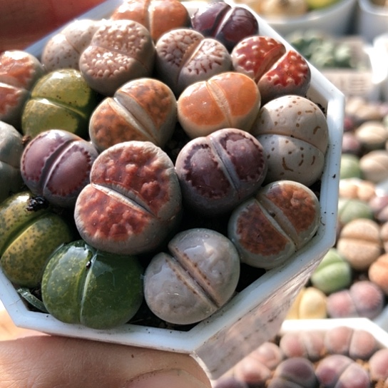 5461，新种新号福利