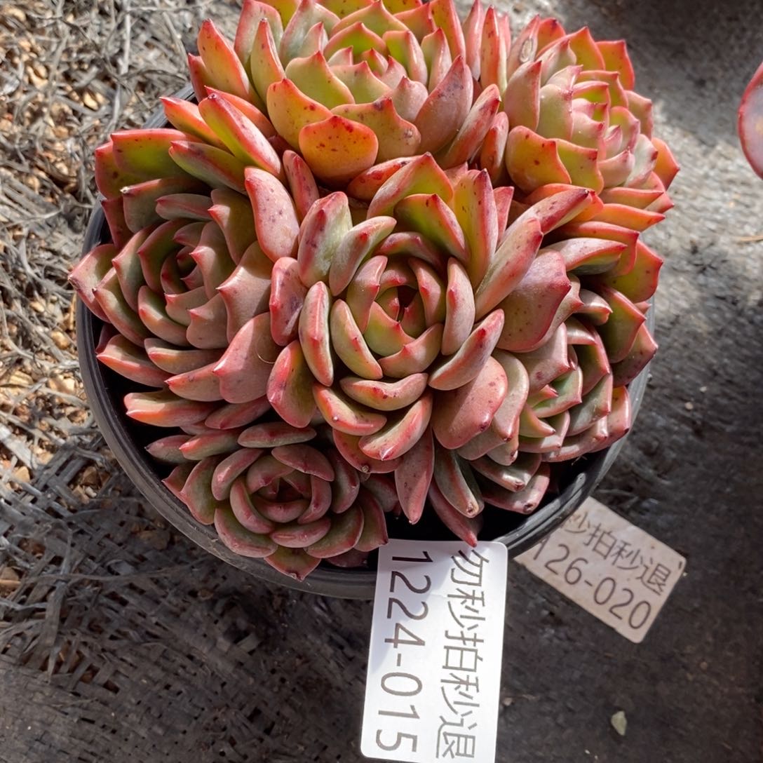 悦*阁两单包邮1224-15香槟杂