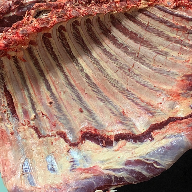 【文双牛肉】精品_新鲜牛肋排 生鲜牛肉食材炖煮煲汤红烧