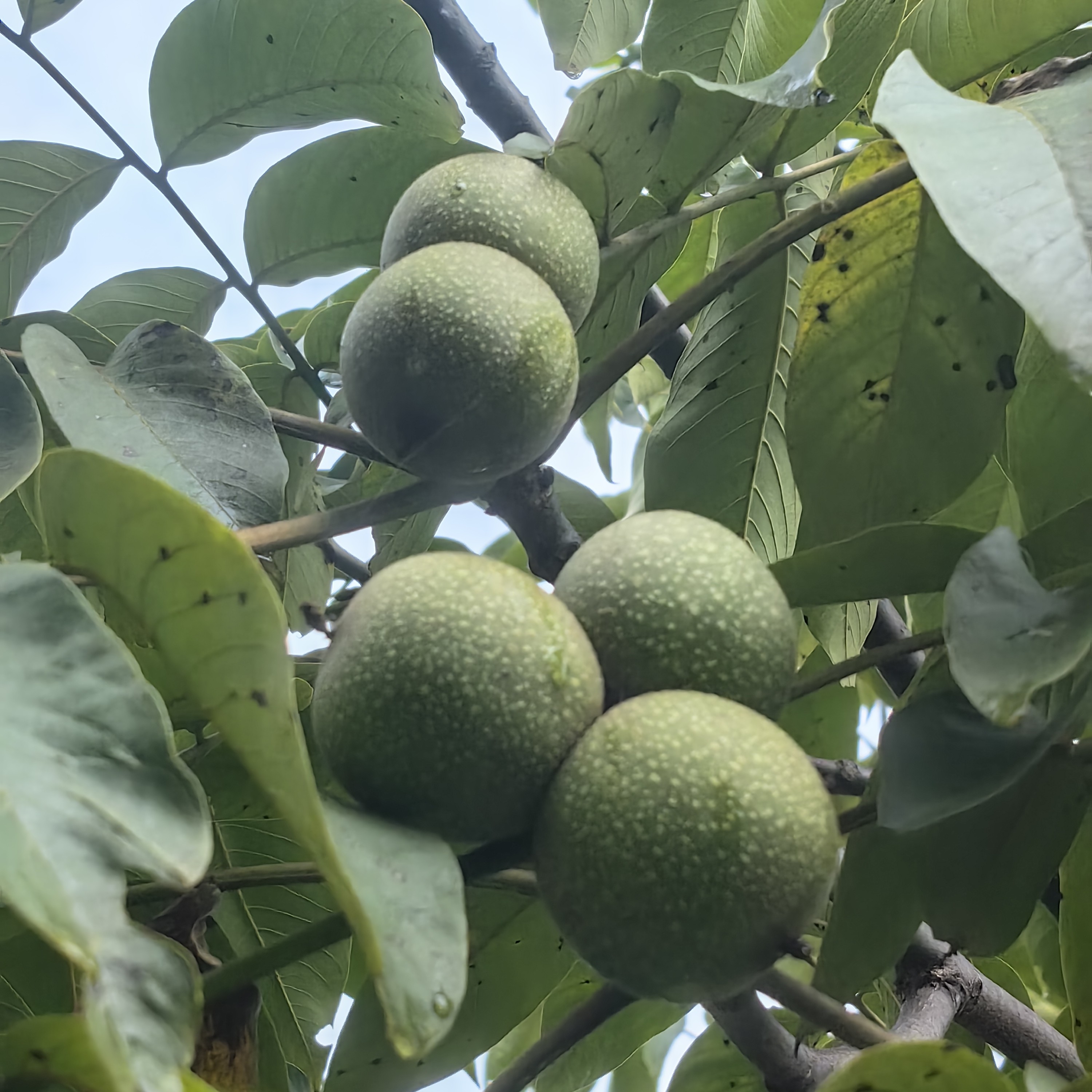 云南丽江高原本地圆果青皮核桃