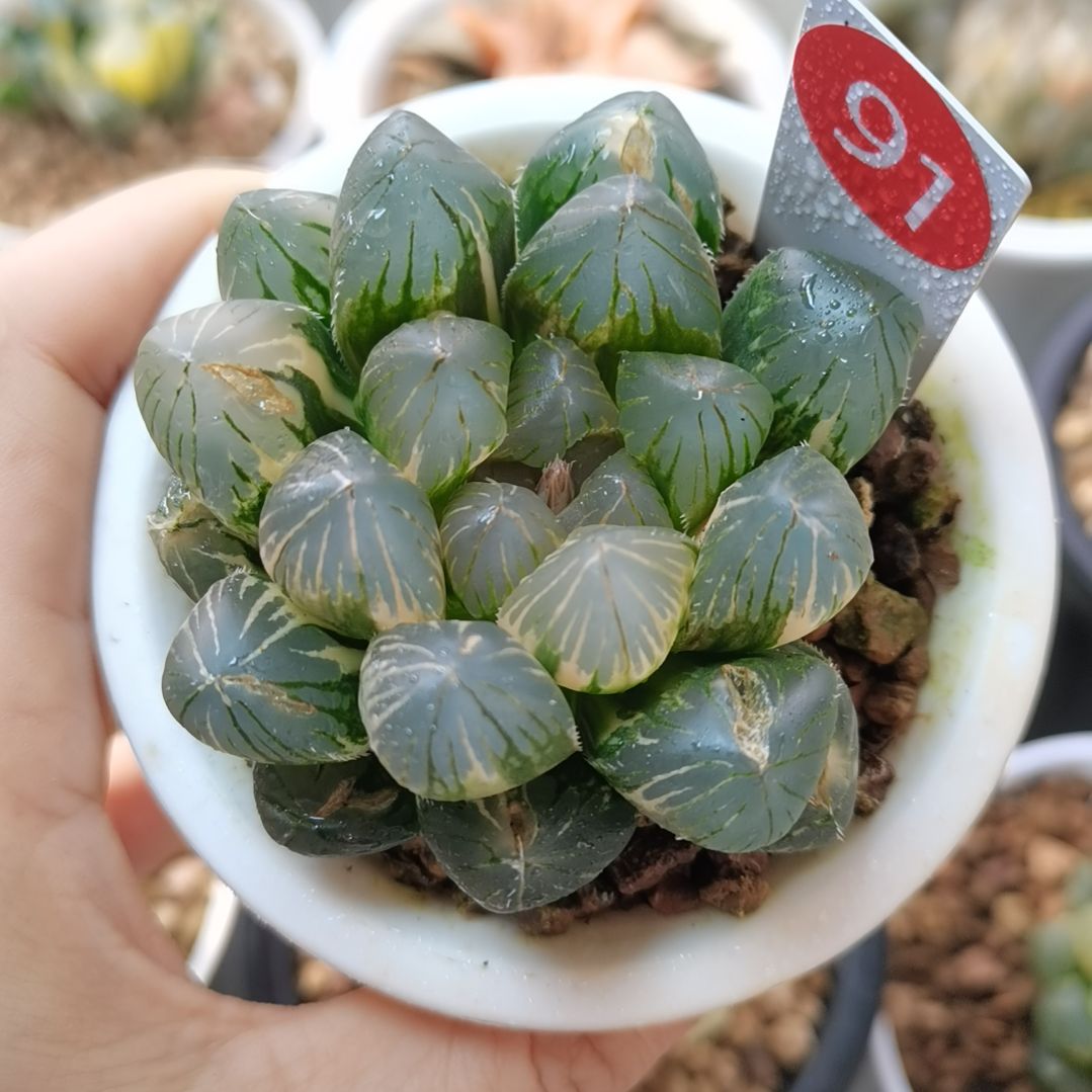 91号龙爪巨大款一物一拍带盆土发货