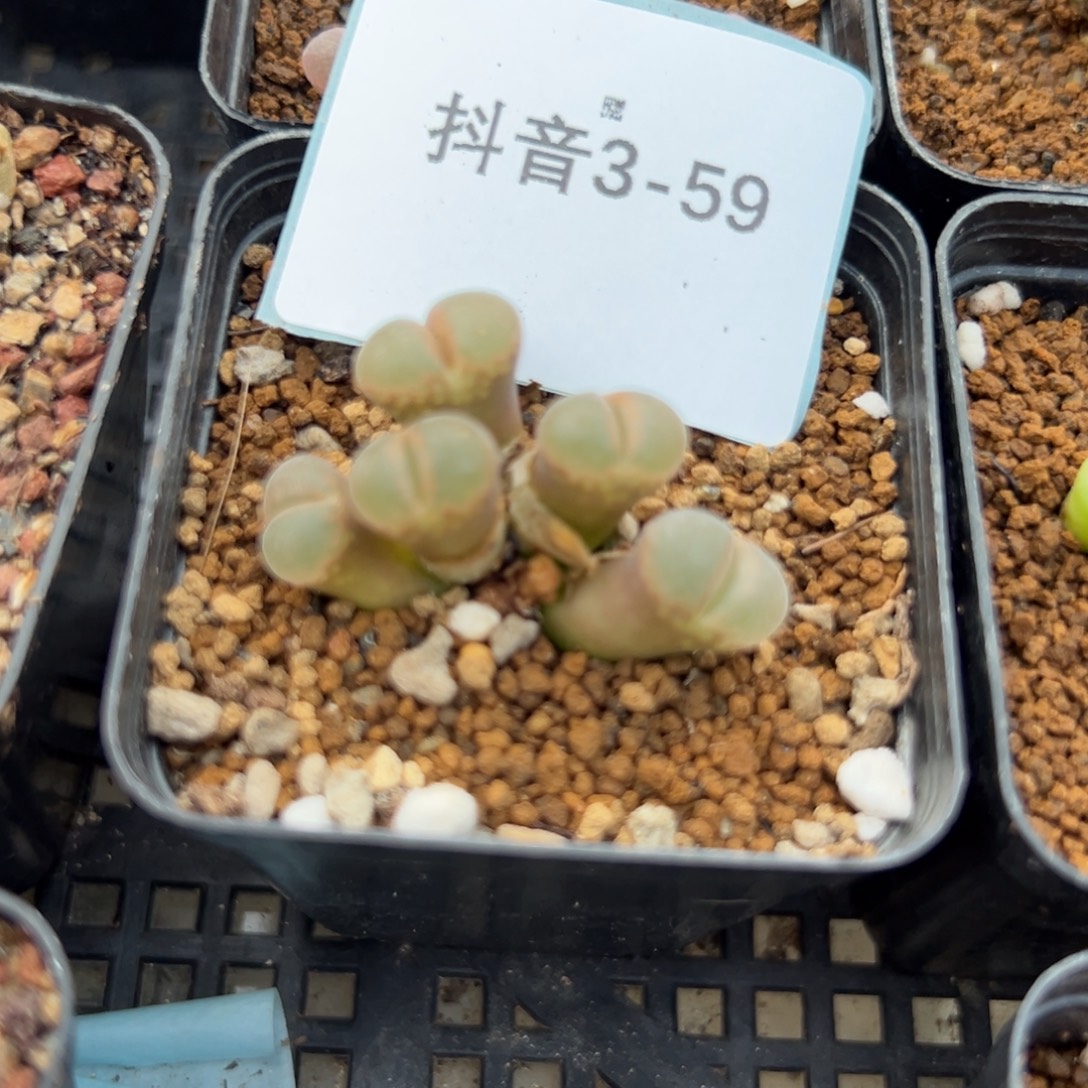 3-59肉锥多肉植物