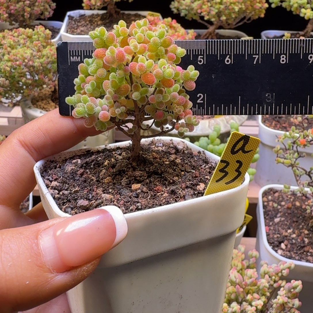 a33号橘子糖冠服5厘米左右