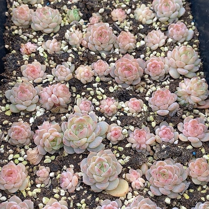 16 多肉植物盆栽花卉植物