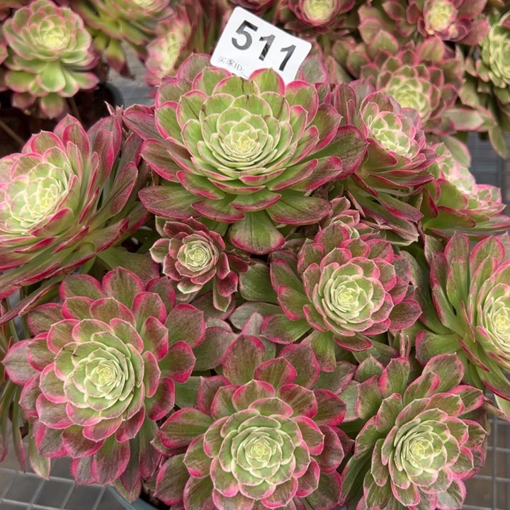 511莲花25厘米左右
