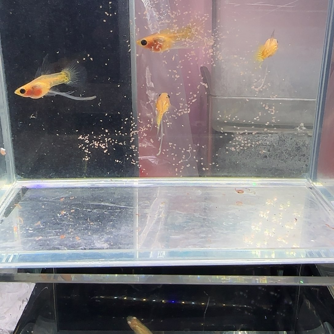 孔雀鱼黄蕾丝玻璃猫长弓四条