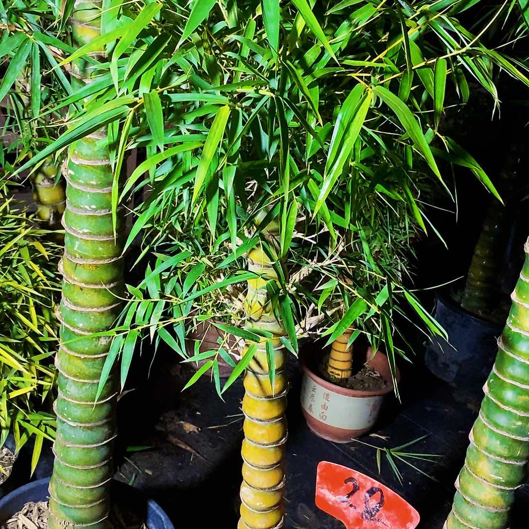 红陶积****芳佛肚竹888888888