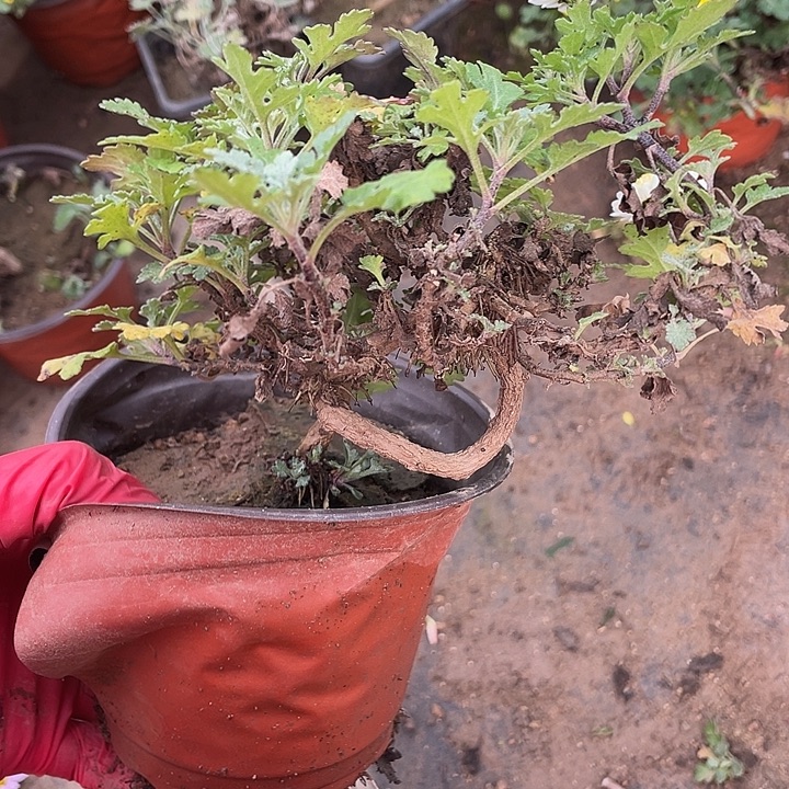 东***525菊花菊花菊花菊花