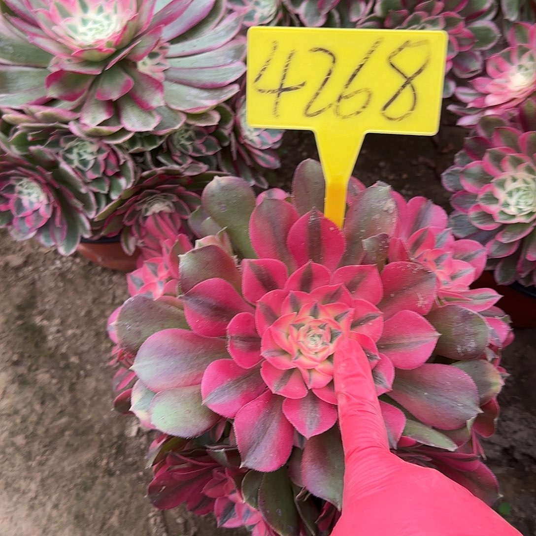 4268+-+香妃多头多肉