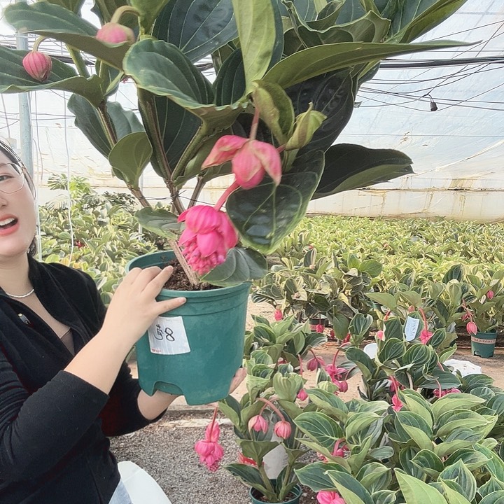 佬***狄少量花朵（建议范围：2朵-5朵 或40%以下）