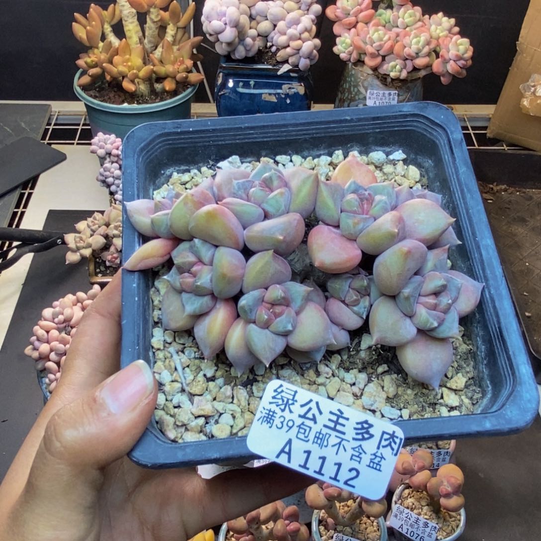 112象牙奶朵朵缀多肉9c m