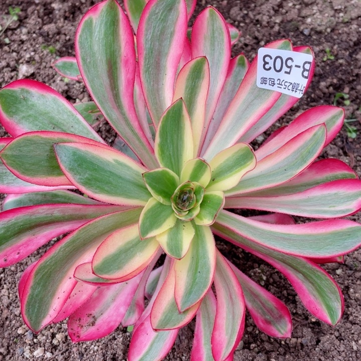 503啊波罗多肉12345678