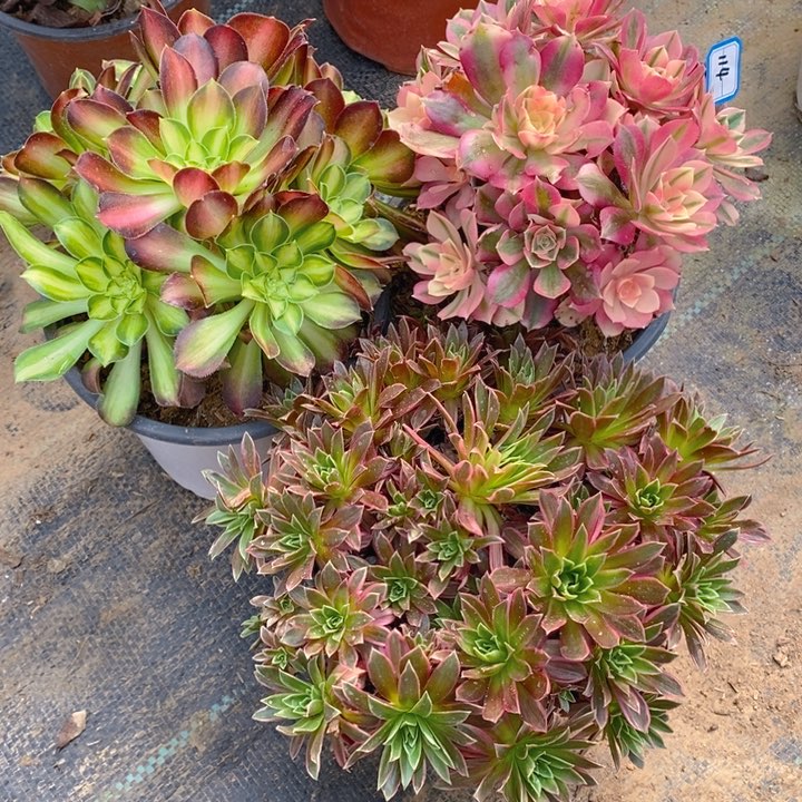 114粉女巫，九尾狐，韶华多肉