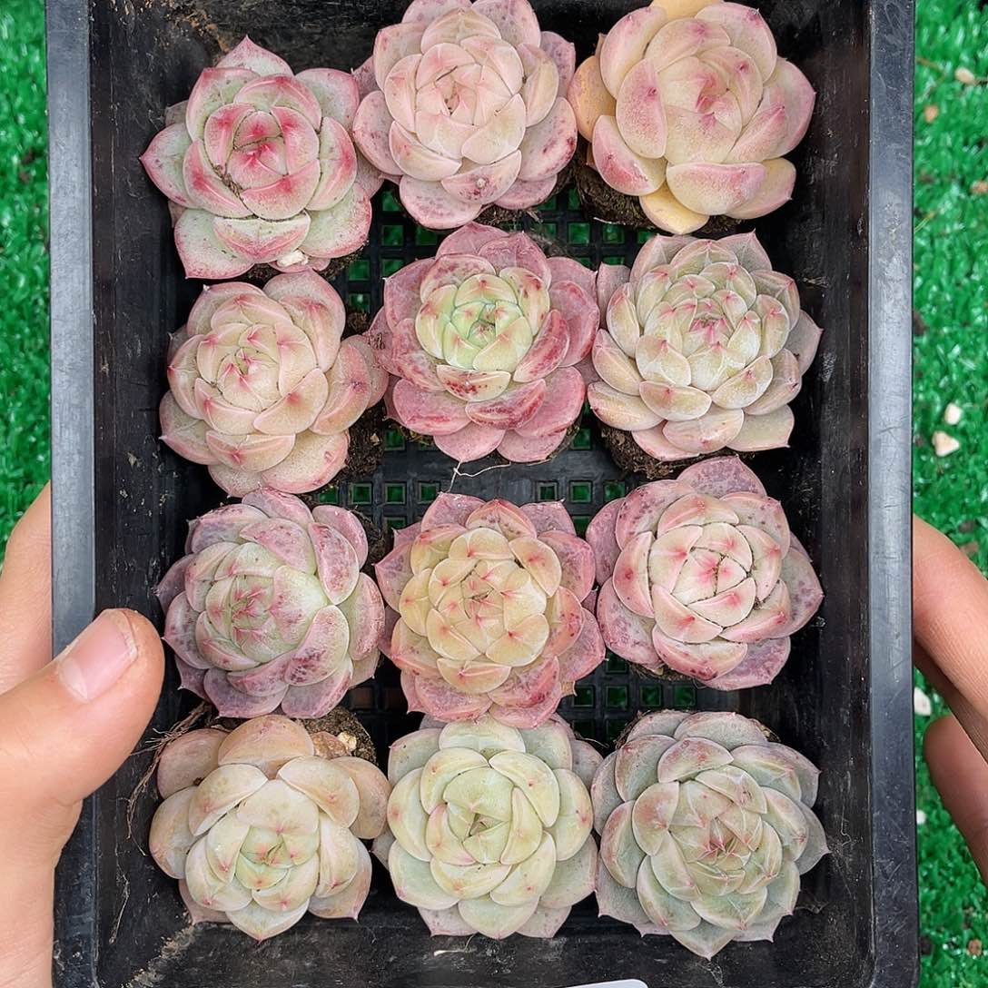 多肉一物一拍黑框不带24-113