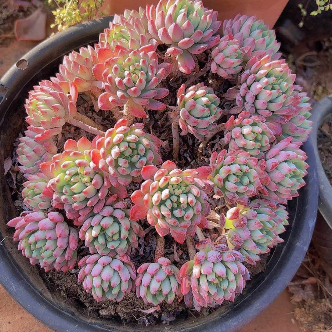 多肉植物。。。。。。。。。。。。。。